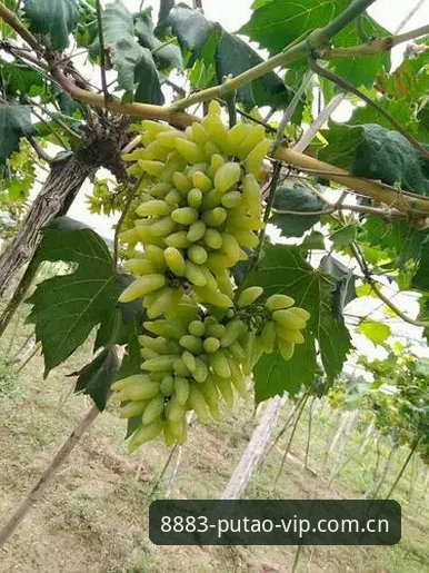 最新新葡萄8883官网教程 3个高效技巧掌握最新新葡萄8883官网教程,新手也能快速上手